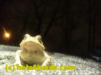 /home//u458753944/public_html/sourcegallery///////Roxborough Toad Detour/2023/2023-04-06/P4060701.JPG